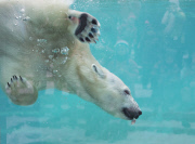 Polar Bear at the Aquarium in Quebec City, Canada - 21 Dec 2014
