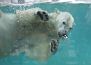 Polar Bear at the Aquarium in Quebec City, Canada - 21 Dec 2014