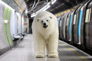Polar Bear spotted in London to mark the launch of Sky Atlantic's 'Fortitude' series ? London, Britain  - 27 Jan 2015