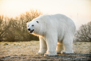 Polar Bear spotted in London to mark the launch of Sky Atlantic's 'Fortitude' series ? London, Britain  - 27 Jan 2015