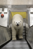 Polar Bear spotted in London to mark the launch of Sky Atlantic's 'Fortitude' series ? London, Britain  - 27 Jan 2015