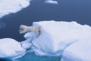 Polar bears for International Polar Bear Day, Spitsbergen, Norway - 2010s