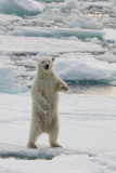 Polar bears for International Polar Bear Day, Spitsbergen, Norway - 2010s