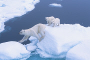 Polar bears for International Polar Bear Day, Spitsbergen, Norway - 2010s
