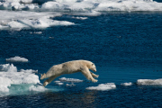 Polar bears for International Polar Bear Day, Spitsbergen, Norway - 2010s