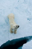 Polar bears for International Polar Bear Day, Spitsbergen, Norway - 2010s