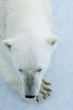 Polar bears for International Polar Bear Day, Spitsbergen, Norway - 2010s