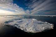 Polar bears for International Polar Bear Day, Spitsbergen, Norway - 2010s