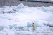Polar bears for International Polar Bear Day, Spitsbergen, Norway - 2010s