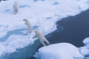 Polar bears for International Polar Bear Day, Spitsbergen, Norway - 2010s