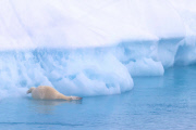 Polar bears for International Polar Bear Day, Spitsbergen, Norway - 2010s