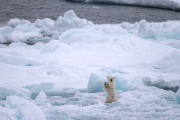 Polar bears for International Polar Bear Day, Spitsbergen, Norway - 2010s