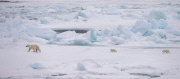 Polar bears for International Polar Bear Day, Spitsbergen, Norway - 2010s