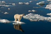 Polar bears for International Polar Bear Day, Spitsbergen, Norway - 2010s