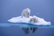 Polar bears for International Polar Bear Day, Spitsbergen, Norway - 2010s