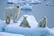 Polar bears for International Polar Bear Day, Spitsbergen, Norway - 2010s