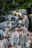Polar bears for International Polar Bear Day, Spitsbergen, Norway - 2010s