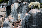 Polar bears for International Polar Bear Day, Spitsbergen, Norway - 2010s