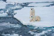 Polar bears for International Polar Bear Day, Spitsbergen, Norway - 2010s