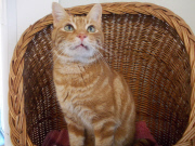 Lincolnshire Trust for Cats is a cat retirement home, Lincolnshire, Britain, Mar 2015