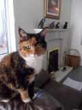 Lincolnshire Trust for Cats is a cat retirement home, Lincolnshire, Britain, Mar 2015