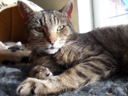 Lincolnshire Trust for Cats is a cat retirement home, Lincolnshire, Britain, Mar 2015