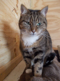 Lincolnshire Trust for Cats is a cat retirement home, Lincolnshire, Britain, Mar 2015