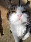 Lincolnshire Trust for Cats is a cat retirement home, Lincolnshire, Britain, Mar 2015