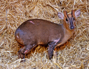 Deer cheats death after getting hit by car and riding for 30 minutes wedged in engine, Norwich, Norfolk, Britain - 04 Mar 2015