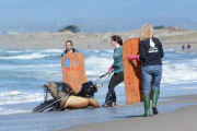 Surfers and volunteers rescue a California sea lion, Moss Landing, California, America - 01 Mar 2015