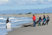 Surfers and volunteers rescue a California sea lion, Moss Landing, California, America - 01 Mar 2015