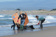 Surfers and volunteers rescue a California sea lion, Moss Landing, California, America - 01 Mar 2015