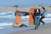 Surfers and volunteers rescue a California sea lion, Moss Landing, California, America - 01 Mar 2015