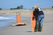Surfers and volunteers rescue a California sea lion, Moss Landing, California, America - 01 Mar 2015