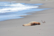 Surfers and volunteers rescue a California sea lion, Moss Landing, California, America - 01 Mar 2015