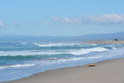 Surfers and volunteers rescue a California sea lion, Moss Landing, California, America - 01 Mar 2015