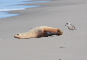 Surfers and volunteers rescue a California sea lion, Moss Landing, California, America - 01 Mar 2015