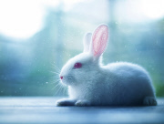 Bunny Models
