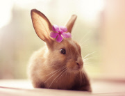 Bunny Models