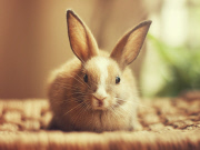 Bunny Models