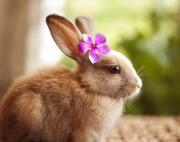 Bunny Models