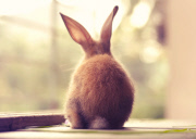 Bunny Models