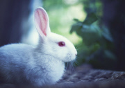 Bunny Models