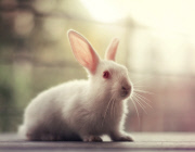 Bunny Models
