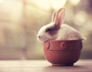 Bunny Models