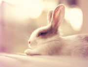 Bunny Models
