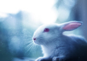 Bunny Models
