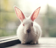 Bunny Models