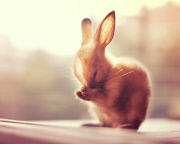 Bunny Models