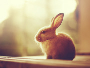 Bunny Models